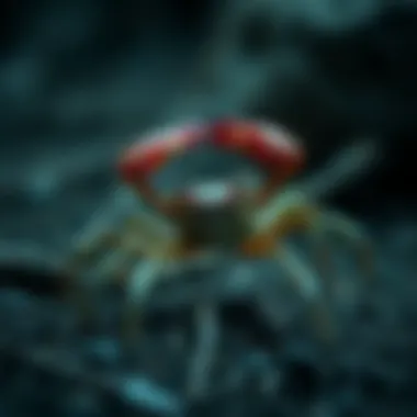 Crabada: 디지털 자산의 새로운 경향 Summary